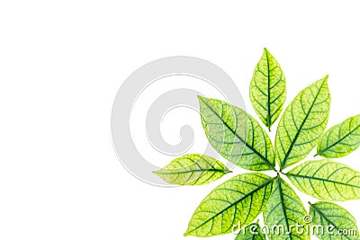 Green leaves Stock Photo