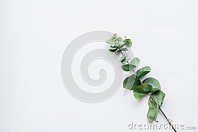 Green leaves on white background. flat lay, top view. place for text Stock Photo