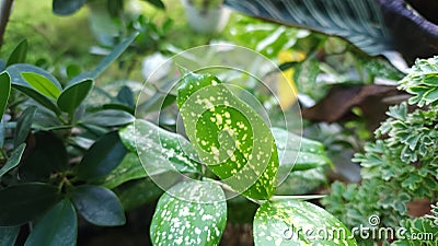 Green leaves with white spot motifs look attractive Stock Photo