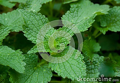 Green leaves of wild nettle Stock Photo
