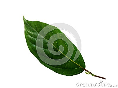 Green leaves of Ylang-Ylang, Cananga odorata Stock Photo