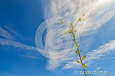 Green leaves of young Terminalia ivorensis tree under clear blue Stock Photo