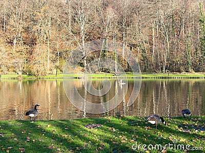 Green leisure park Bois des Reves with lake in Belgium Stock Photo