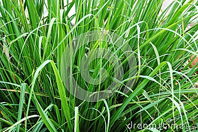 Green lemon grass Stock Photo