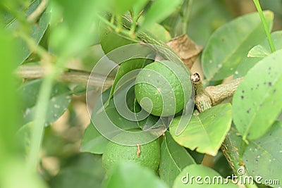 Green lemon on lemon tree green in farm background sour fruit and vegetable Stock Photo