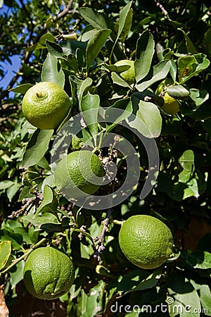 Green lemons Stock Photo