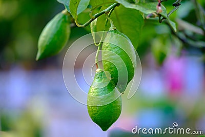 Green lemons on branch of lemon tree Stock Photo