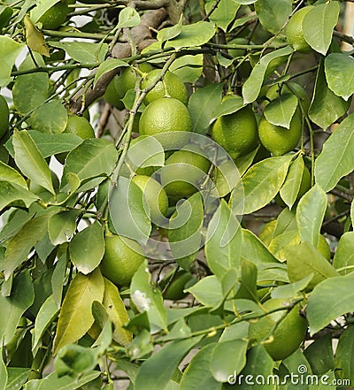 Green lemons on tree Stock Photo