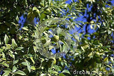 Green lemons on a tree Stock Photo