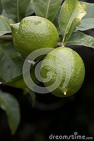 Green lemons on a tree Stock Photo