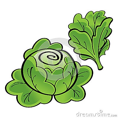 Green Lettuce Vector Illustration