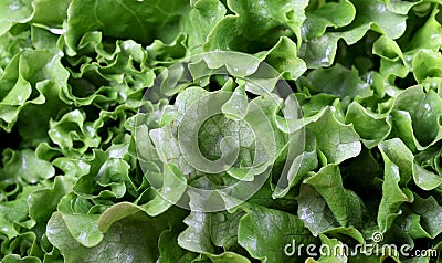 Green lettuce Stock Photo