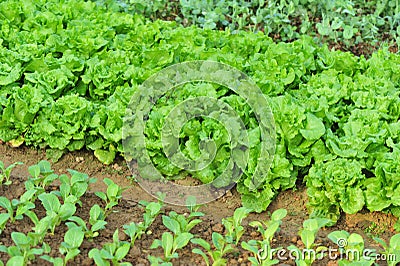 Green lettuce crops Stock Photo