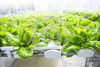 Green lettuce farming in green house, new agriculture technology, Stock Photo