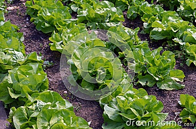 Green lettuce Stock Photo