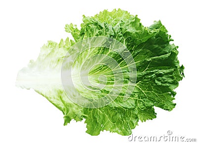 Green Lettuce Leaf Stock Photo