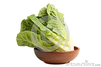 Green lettuce romaine Stock Photo