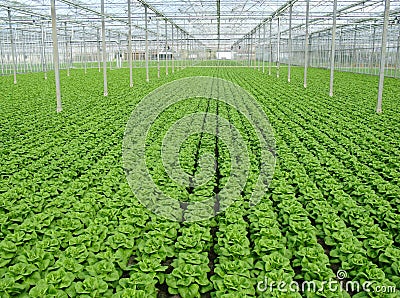 Green lettuce in a row in a glasshouse Stock Photo