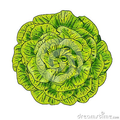Green lettuce salad head top view Vector Illustration
