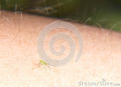 Green lice Stock Photo
