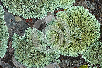 Green Lichens Stock Photo