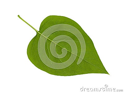 Green lilac leaf on white Stock Photo