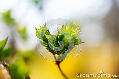 Green lilac leaves Stock Photo