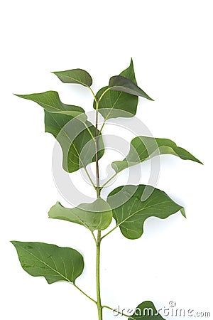 Green lilac leaves. Isolated on white background. Element for design of cards, invitations, wedding design Stock Photo