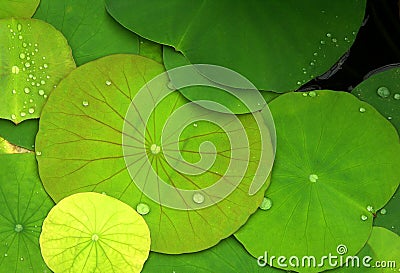 Green lily pads with dew Stock Photo