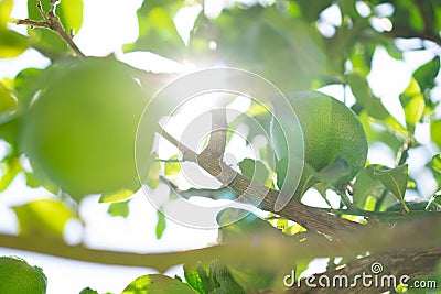 Green lime hanging on a branch in the sun rays. Lime tree in the garden. Citrus. Closeup Stock Photo