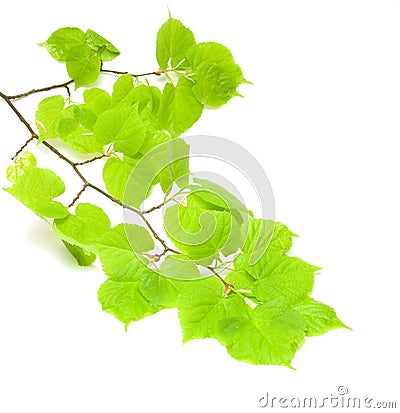 Green lime tree branch Stock Photo