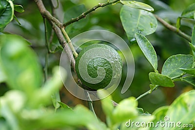 Green lime on a tree branch. Fresh green lemon Stock Photo