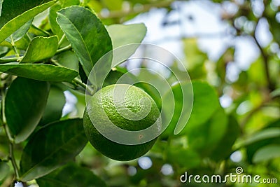 Green limes on a tree. Lime is a hybrid citrus fruit, which is typically round Stock Photo