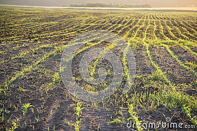 Green lines in a field Stock Photo