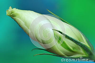 Green lisianthus flower bud Stock Photo