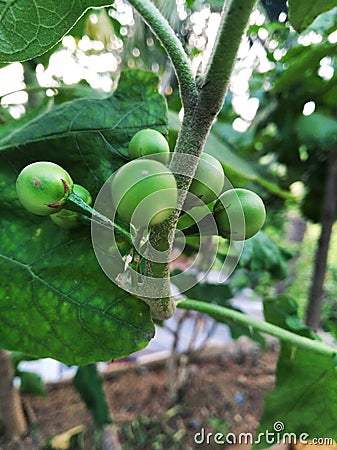 Green little eggplant tree Stock Photo