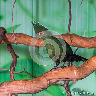 Green livingstones turaco standing on a tree branch, popular pet in aviculture, tropical bird from Africa Stock Photo