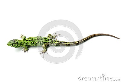 Green lizard Stock Photo