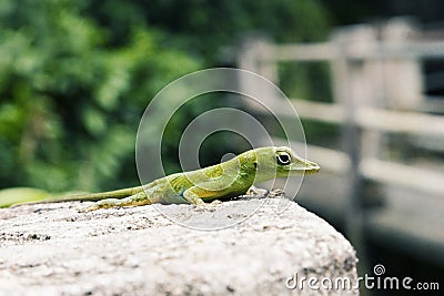 Green Lizard Stock Photo