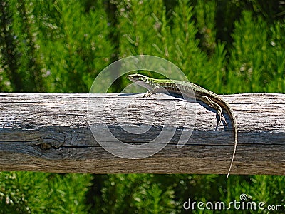 Green lizard basking in the sun Stock Photo