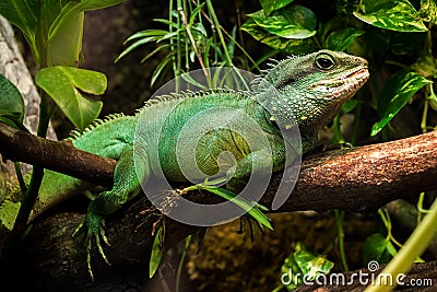 Green Lizard Stock Photo