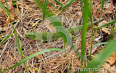 Lizard on pine tree needles in the forest Stock Photo