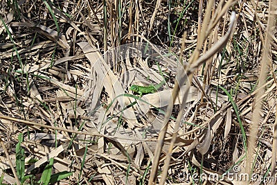 Green lizard on dry cane leaves Stock Photo