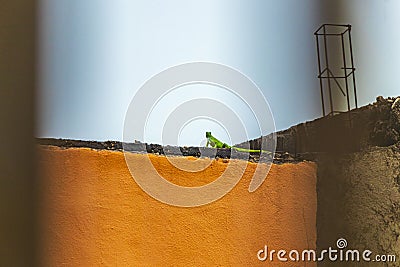 Green lizard gecko iguana animal on orange wall in Mexico Stock Photo