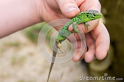 Green lizard in the hands of a teenager close-up Stock Photo