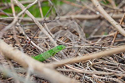 Green lizard, Lacerta viridis, in branches and leaves Stock Photo