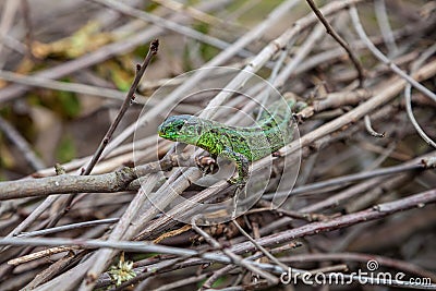 Green lizard, Lacerta viridis, in branches and leaves Stock Photo