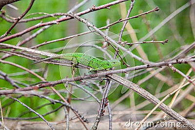 Green lizard, Lacerta viridis, in branches and leaves Stock Photo