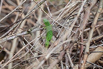 Green lizard, Lacerta viridis, in branches and leaves Stock Photo