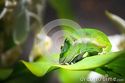 Green lizard on a leaf in Hawai Stock Photo